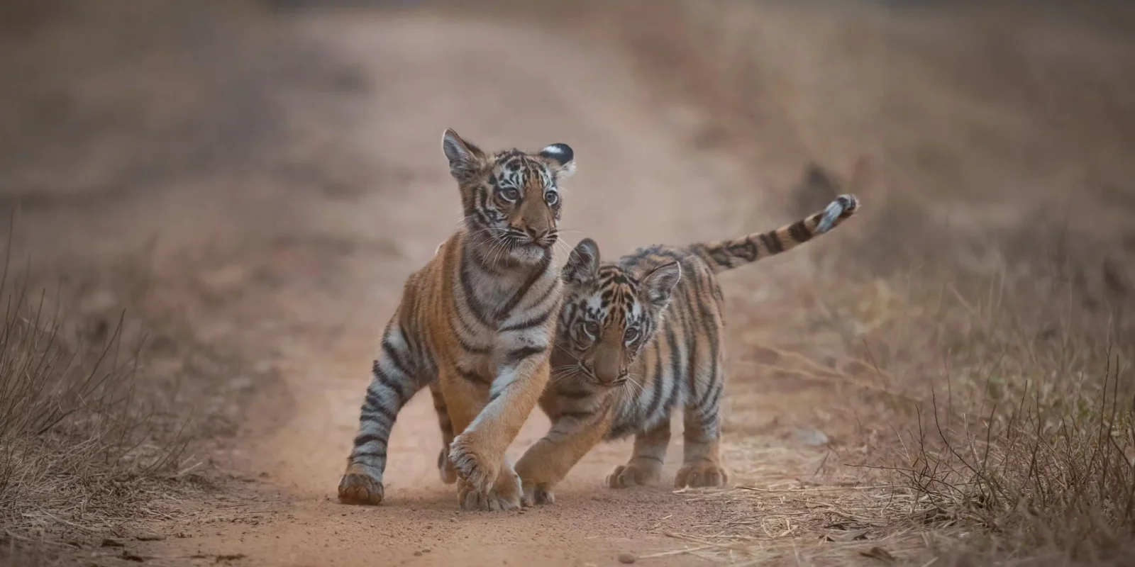 Best Time to Visit Tadoba National Park: A Month-by-Month Guide