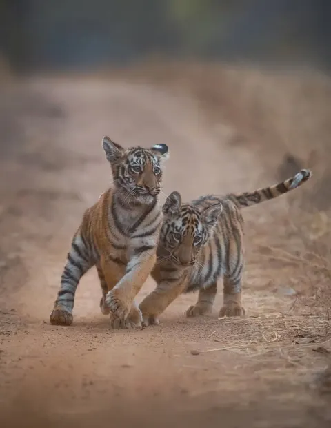 Nagzira Wildlife Safari — Maharashtra
