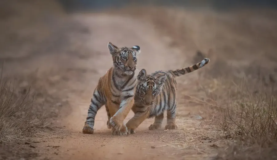 Central India wildlife 1