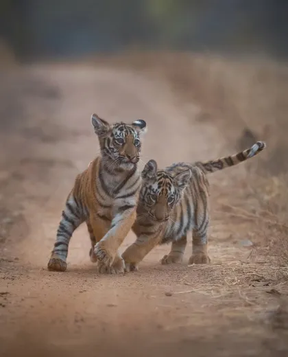 Best Time to Visit Tadoba National Park: A Month-by-Month Guide