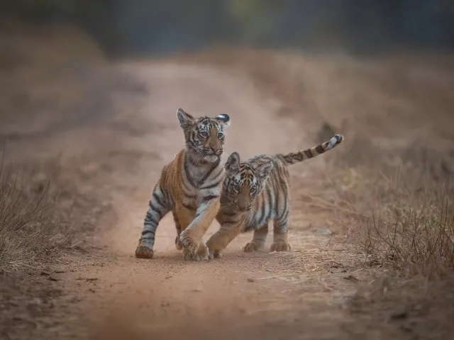Tadoba Tiger Safari — Short Break — Maharashtra