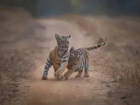 Bengal tiger in the wild