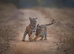 Tipeshwar wildlife — 2-day itinerary