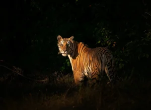 Tadoba wildlife — 5-day itinerary