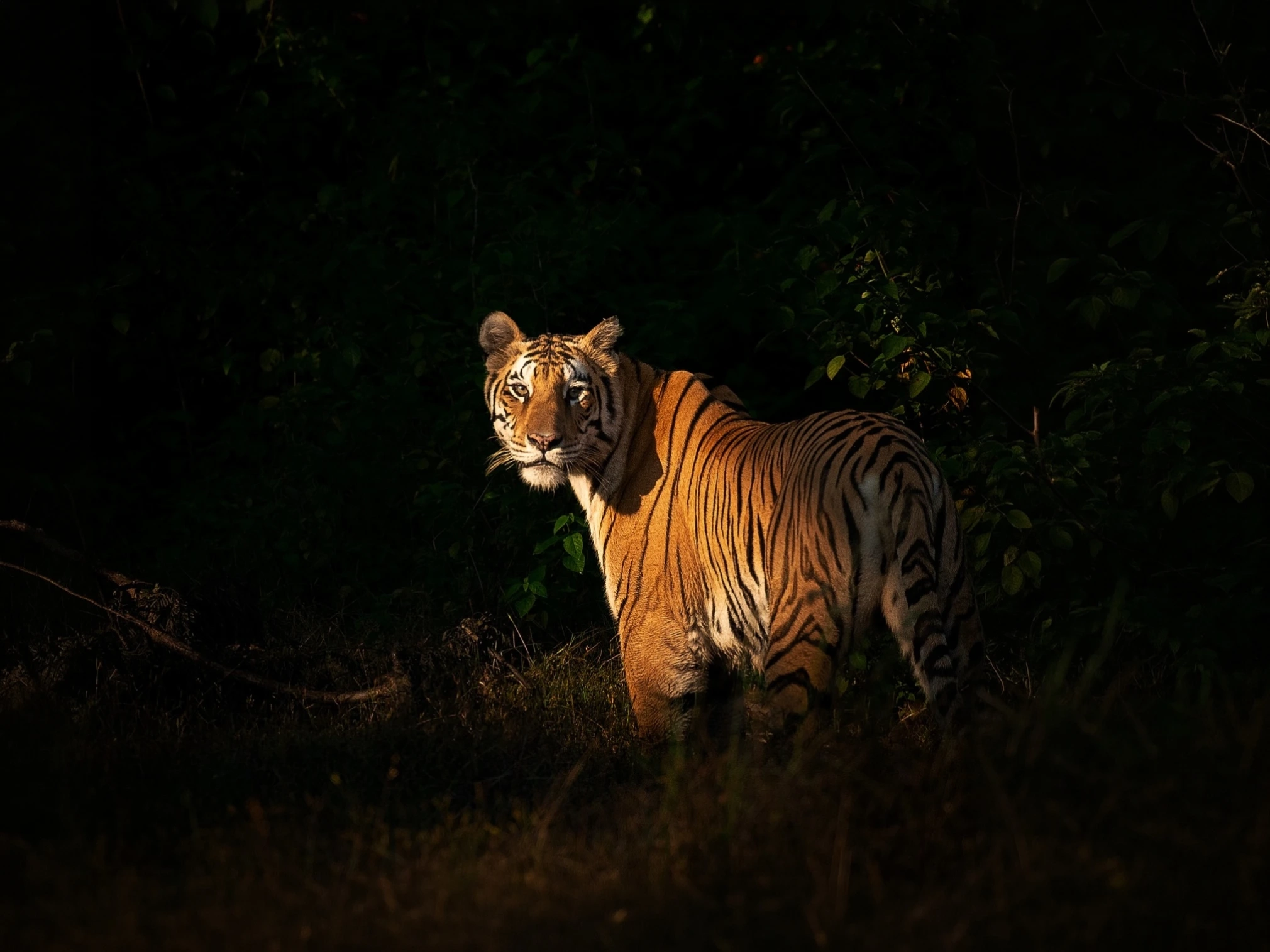 Bor Tiger Safari — Extended Safari — Maharashtra