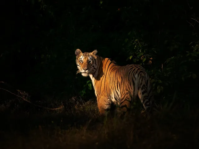 Dudhwa Tiger Safari — Uttar Pradesh