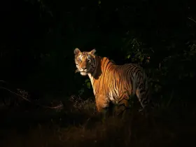 Bengal tiger in the wild