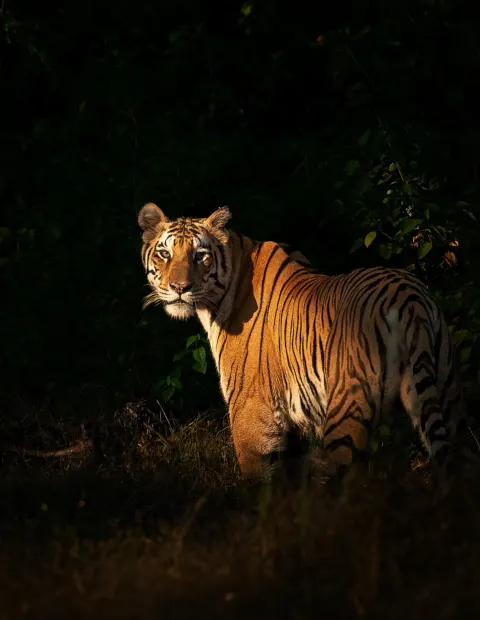 Tipeshwar Tiger Safari — Extended Safari — Maharashtra