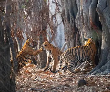 Pench Tiger & Wildlife Safari