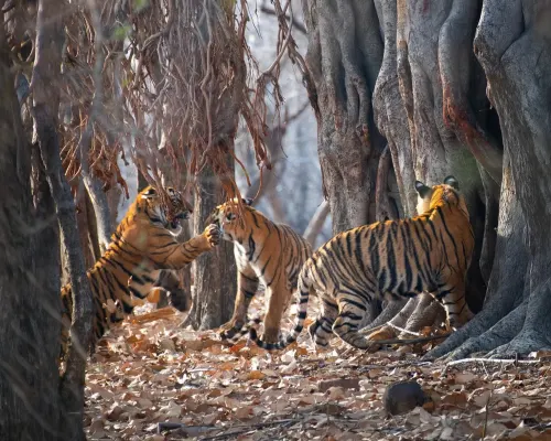Getting to India’s jungles gallery image 3