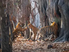 Bengal tiger in the wild