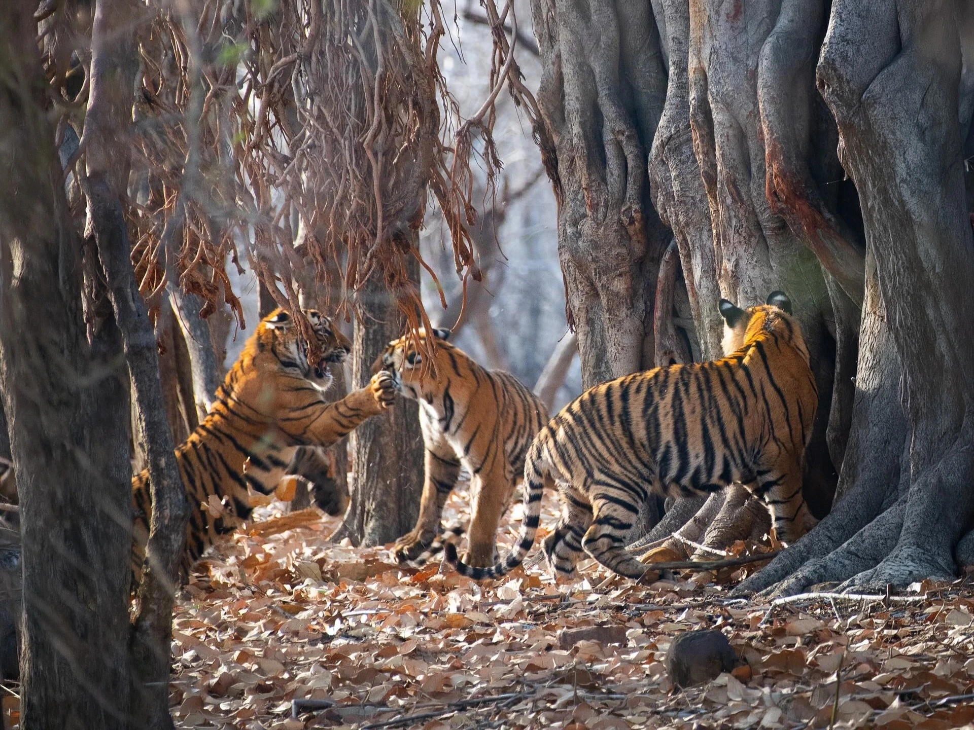 Bor Tiger Safari — Short Break — Maharashtra