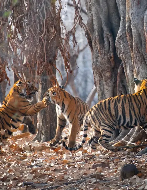 Bandhavgarh Tiger Safari — Madhya Pradesh