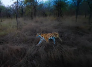Pench wildlife — 5-day itinerary