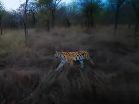 Bengal tiger in the wild