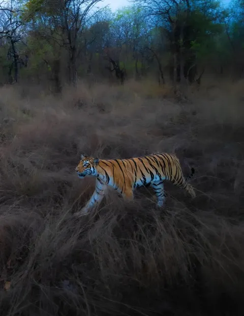 Bandhavgarh Tiger Safari — Short Break — Madhya Pradesh