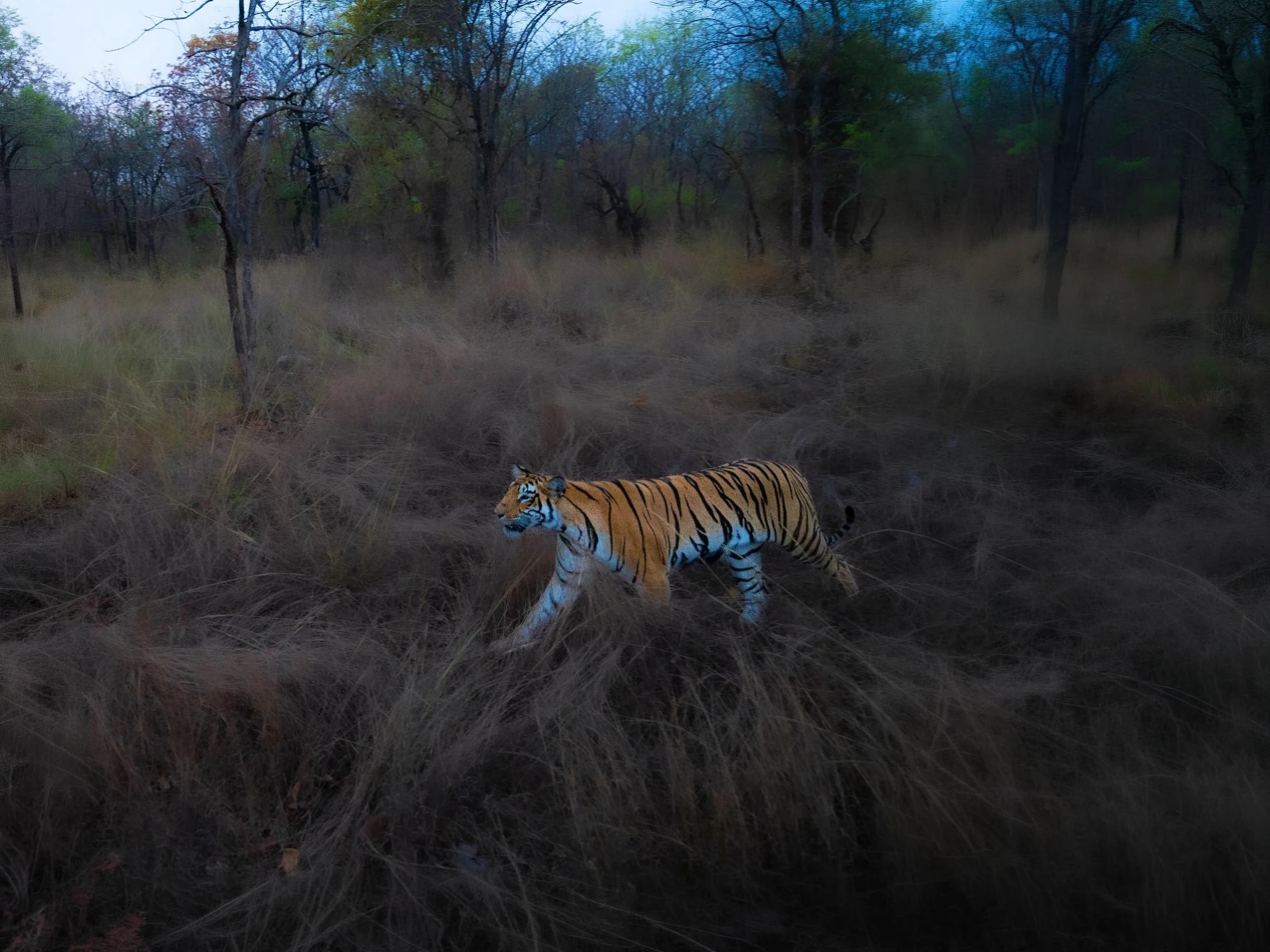Bor Tiger Safari — Short Break — Maharashtra