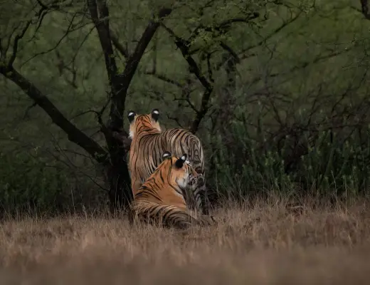 Bengal tiger in golden evening light