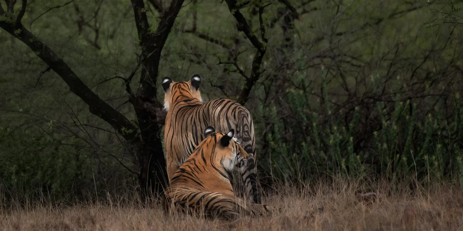 Tiger Safari in India 2026 - 2027 Q&A and Best Tour Packages