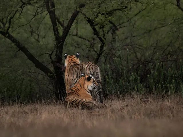 Tadoba Tiger Safari — Maharashtra