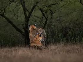 Bengal tiger in the wild