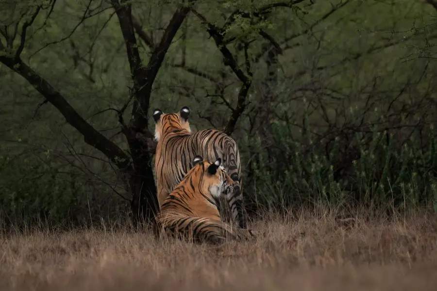 Bengal tiger in golden evening light