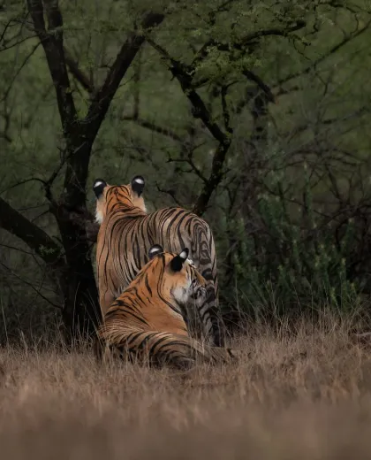 Tiger Safari in India 2026 - 2027 Q&A and Best Tour Packages