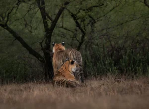 Kanha wildlife — 4-day itinerary