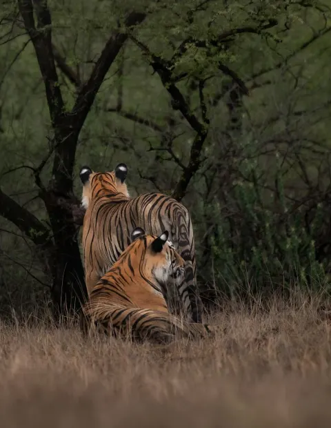 Tipeshwar Tiger Safari — Maharashtra