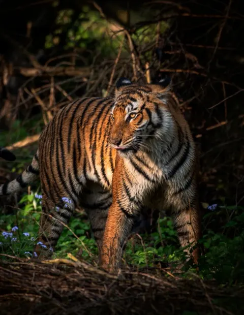 Ranthambore Tiger Safari — Extended Safari — Rajasthan