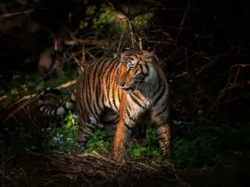 Bengal tiger in the wild