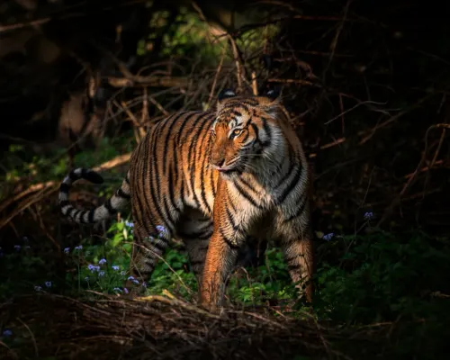 Getting to India’s jungles gallery image 5