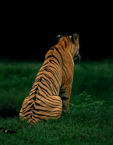 Tipeshwar Tiger Safari — Weekend Getaway — Maharashtra