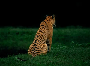 Kanha wildlife — 5-day itinerary