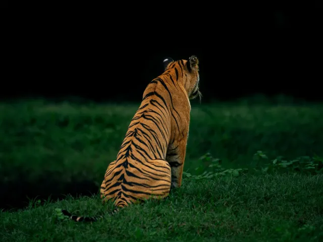 Bor Tiger Safari — Short Break — Maharashtra