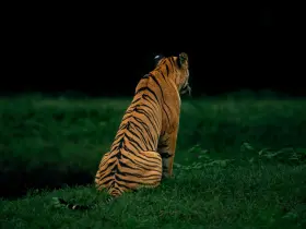 Bengal tiger in the wild
