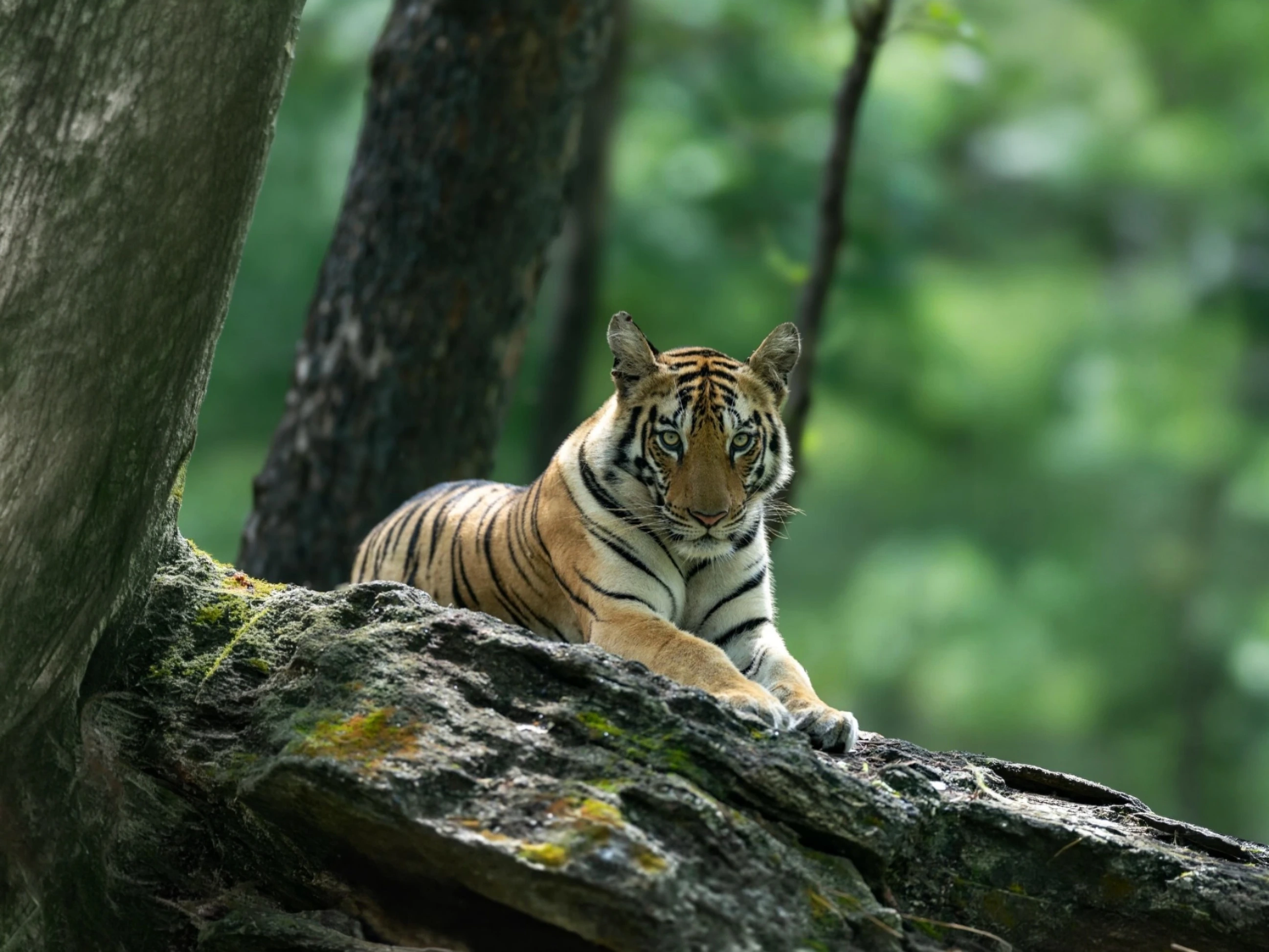 Sanjay Dubri Tiger Safari — Madhya Pradesh