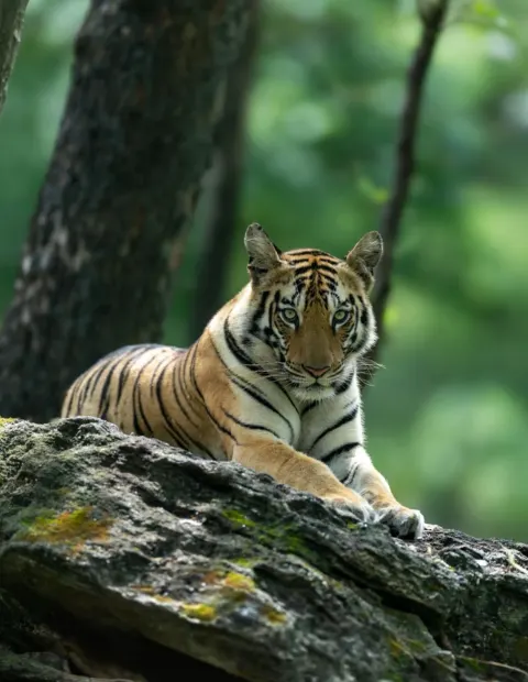 Ranthambore Tiger Safari — Rajasthan