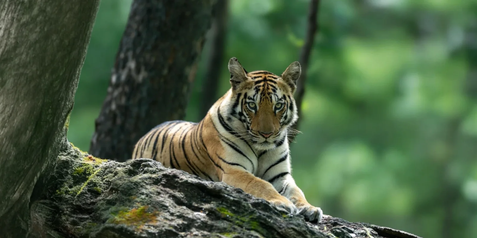 Tigers and Golden Triangle Tour: The Complete 12-Night Guide to India's Wild Heart and Its Icons