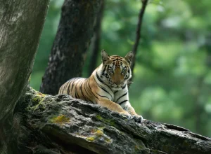Ranthambore wildlife — 2-day itinerary