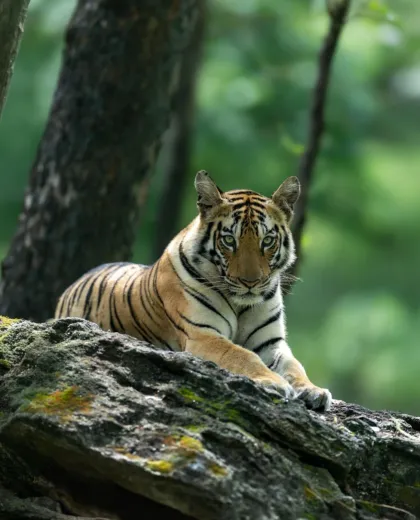 Tigers and Golden Triangle Tour: The Complete 12-Night Guide to India's Wild Heart and Its Icons