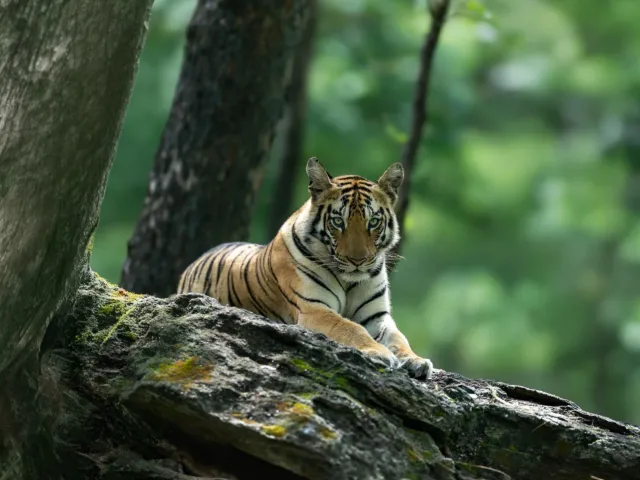 Bandipur Tiger Safari — Karnataka