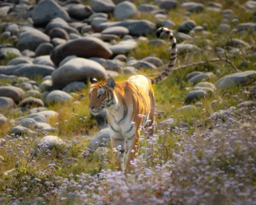 Top safaris in Kanha gallery image 4