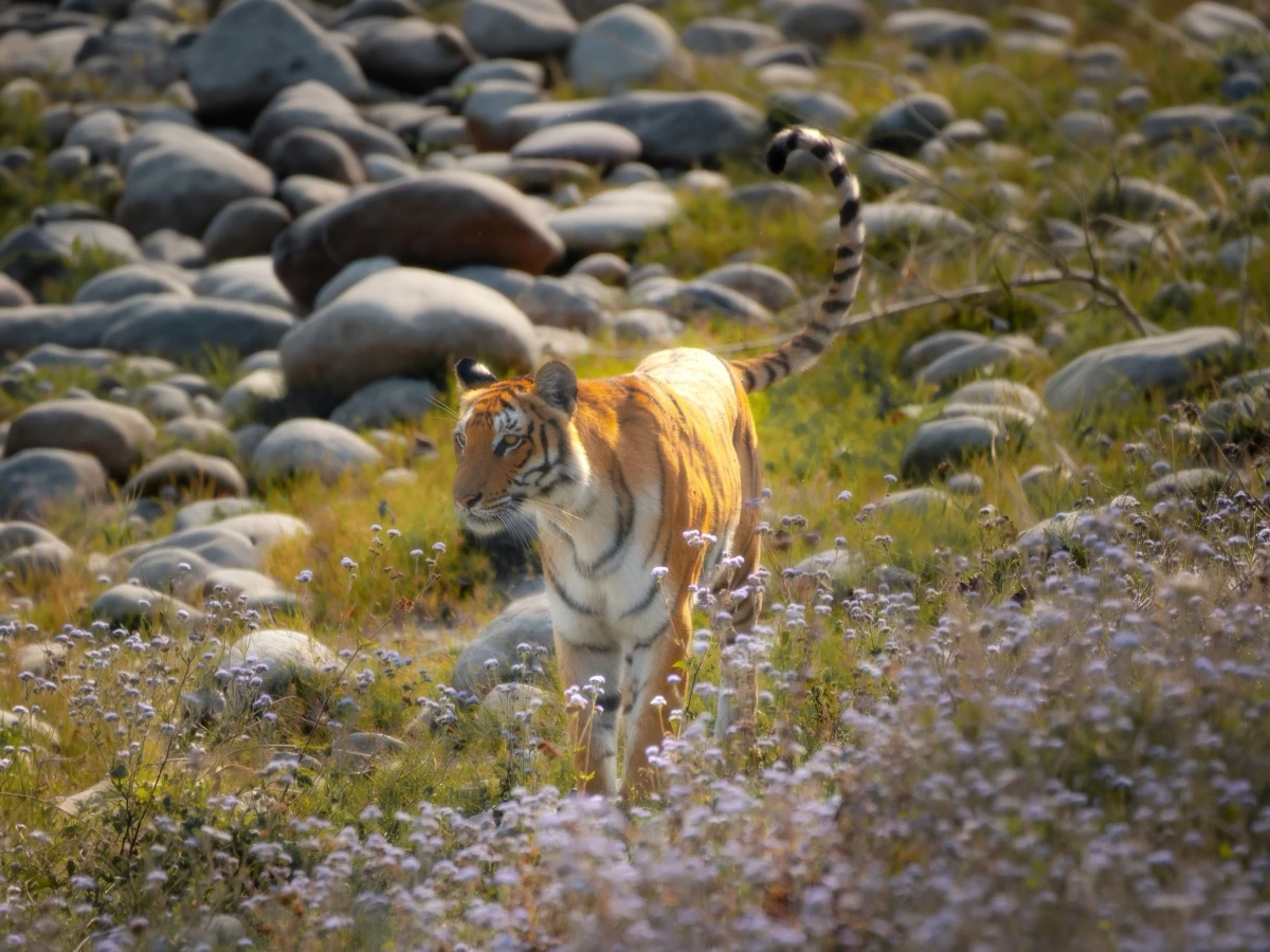 Sunderban — West Bengal