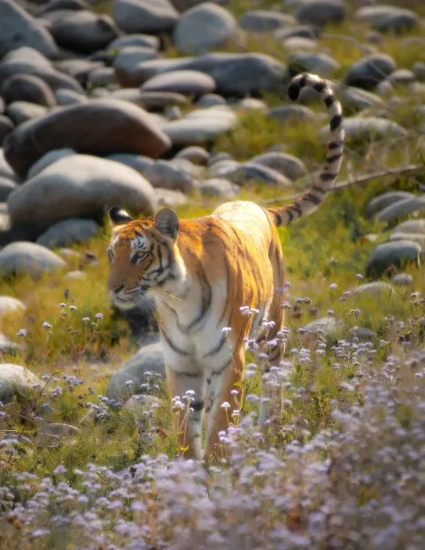 Bandipur Tiger Safari — Short Break — Karnataka