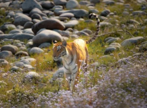 Satpura wildlife — 5-day itinerary