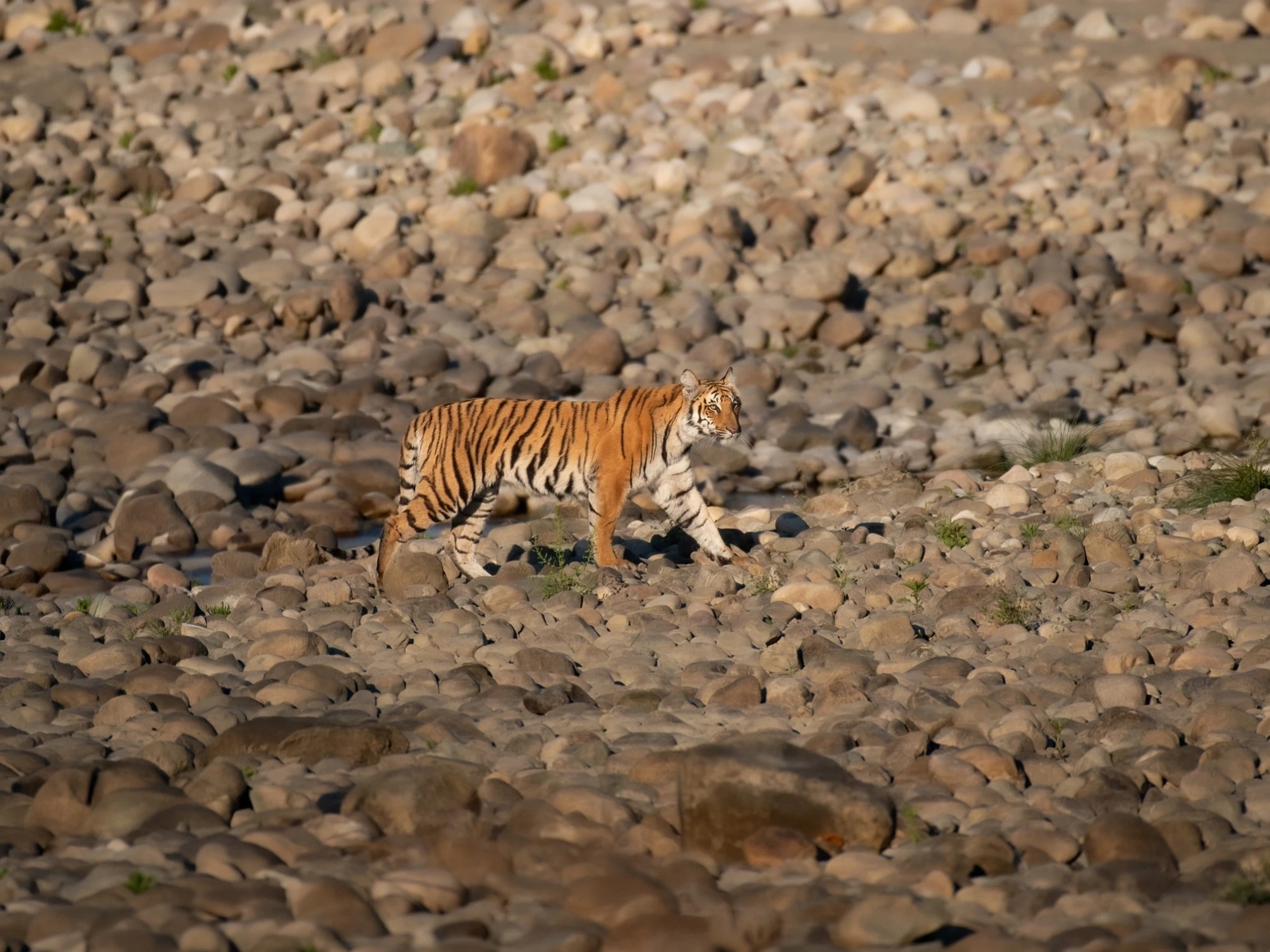Sanjay Dubri Tiger Safari — Short Break — Madhya Pradesh