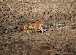 Tipeshwar wildlife — 4-day itinerary