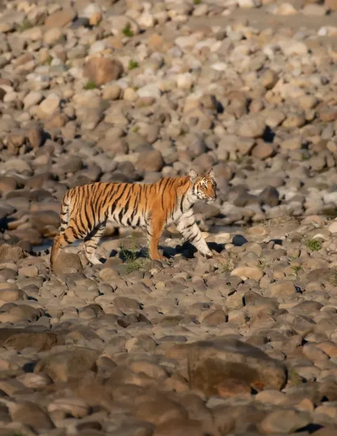 Dudhwa Tiger Safari — Uttar Pradesh