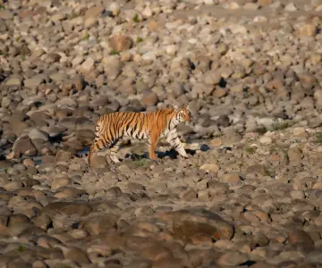Bandhavgarh Tiger Safari
